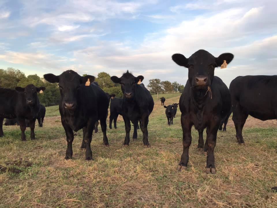 Black Angus Heifer/Bull calves for sale